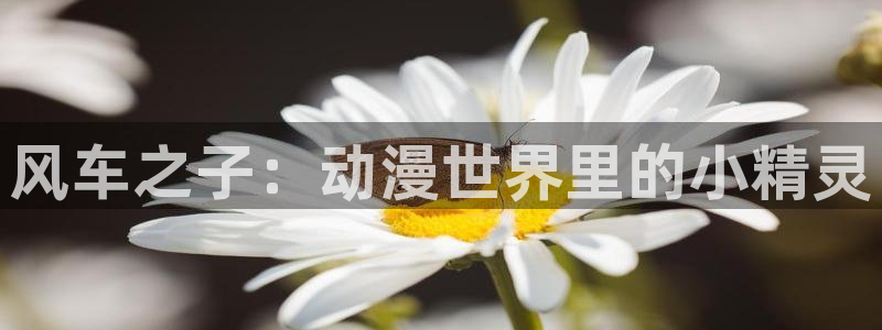 风车动漫樱花：风车之子：动漫世界里的小精灵