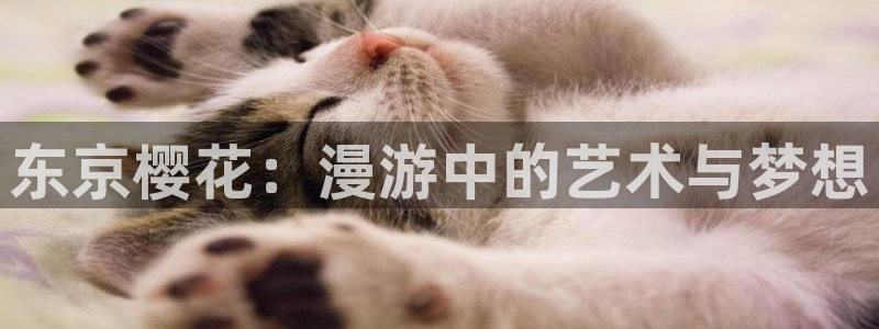 风车动漫网上看：东京樱花：漫游中的艺术与梦想